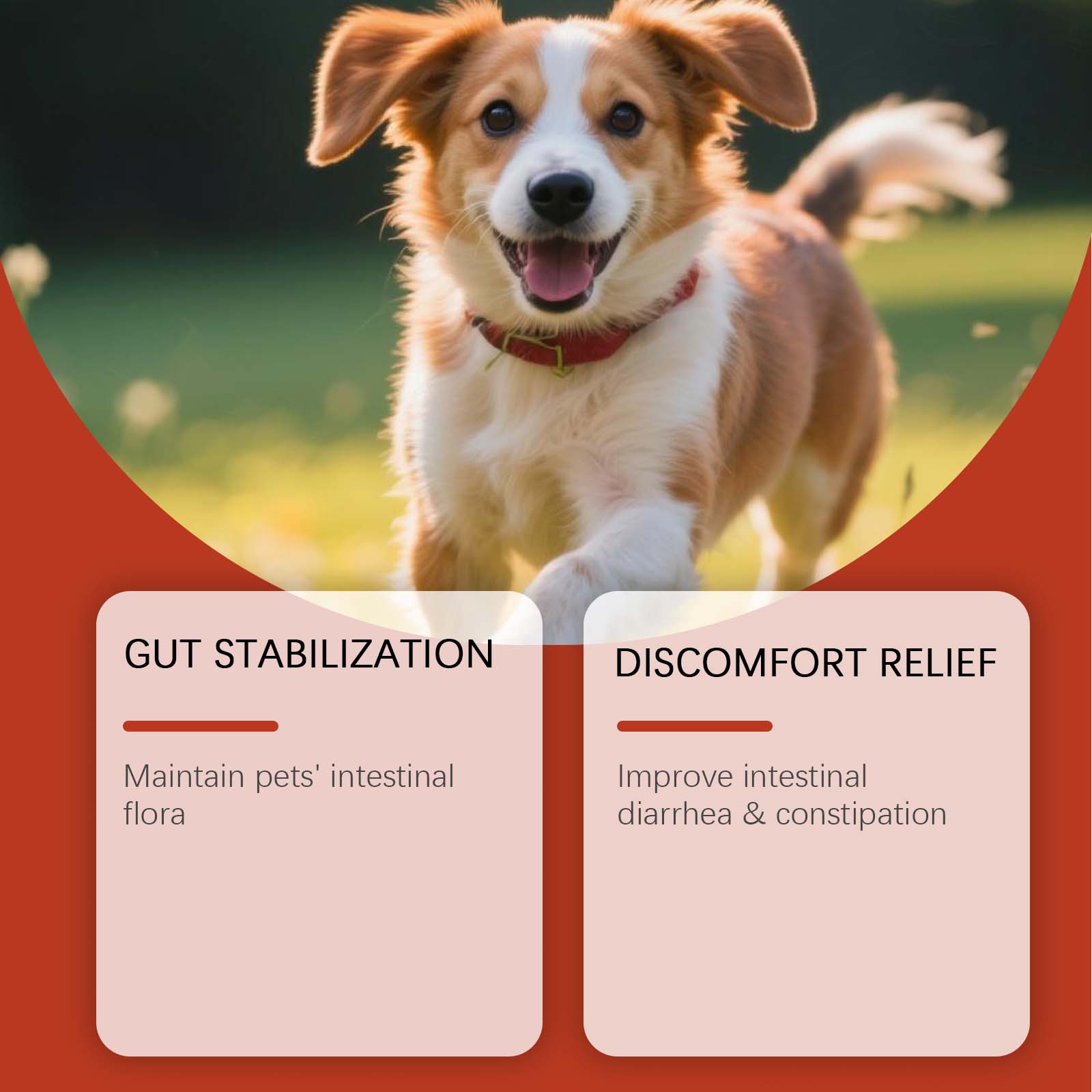 Poudre Probiotique Canine Sout - Health Wellness Vitality avis et prix